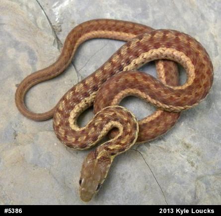 Eastern Gartersnake
