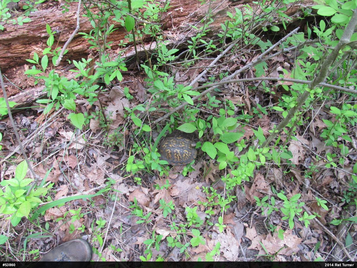 Eastern Box Turtle