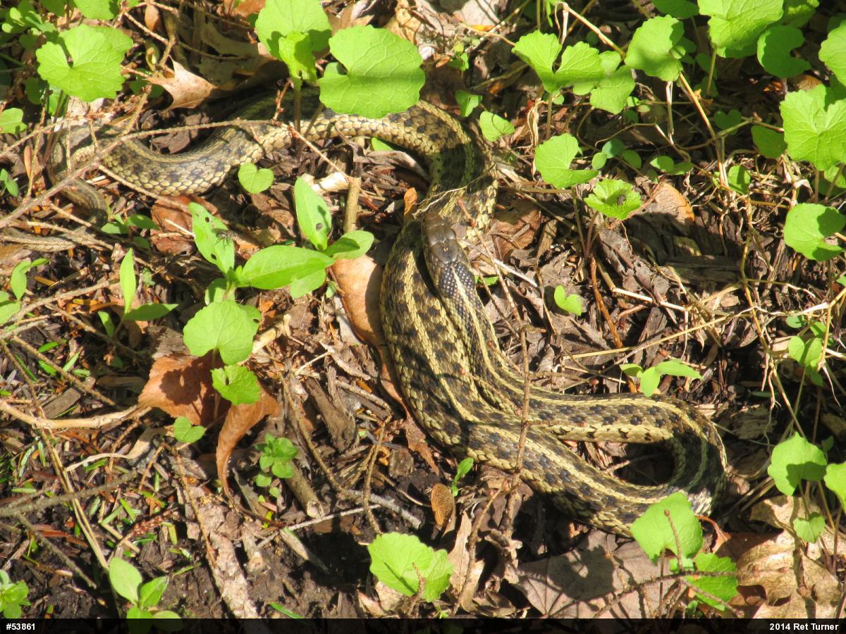 Eastern Gartersnake