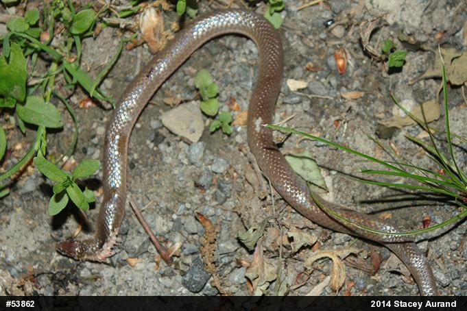 Eastern Wormsnake