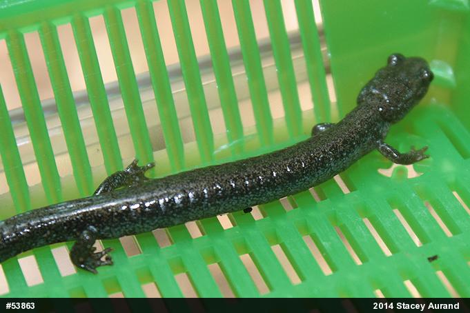 Valley And Ridge Salamander