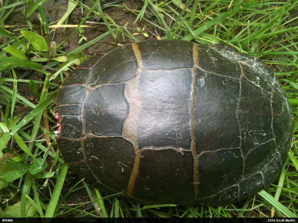 Eastern Painted Turtle