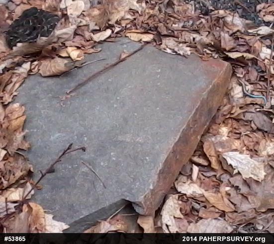 Timber Rattlesnake