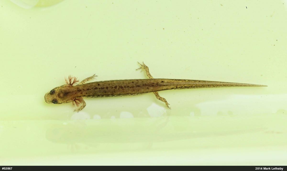 Northern Two-lined Salamander