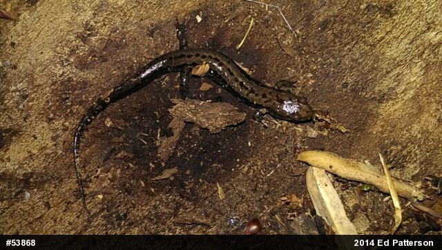 Allegheny Mountain Dusky Salamander