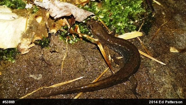 Northern Dusky Salamander