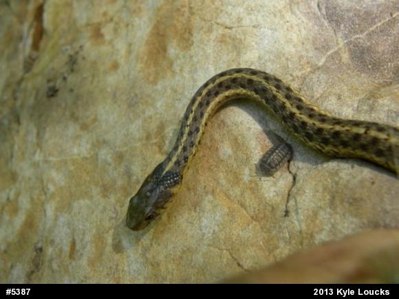 Eastern Gartersnake
