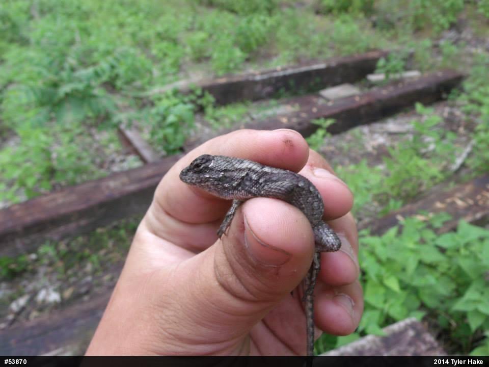 Eastern Fence Lizard