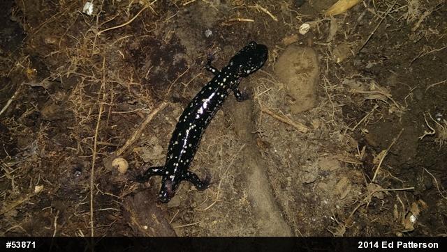 Northern Slimy Salamander