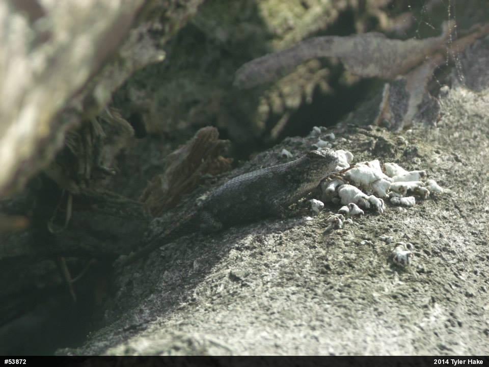 Eastern Fence Lizard