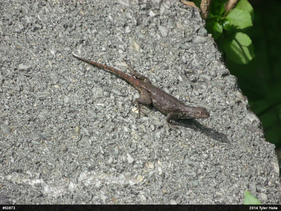 Eastern Fence Lizard