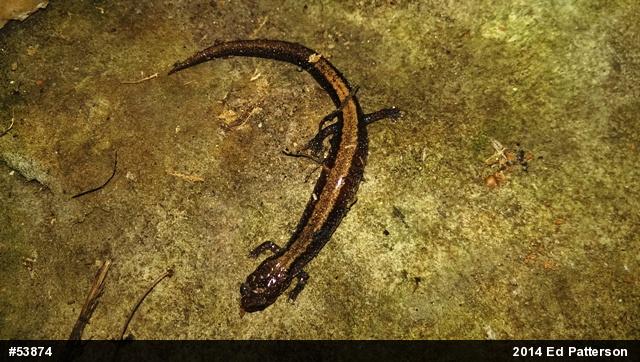 Eastern Red-backed  Salamander