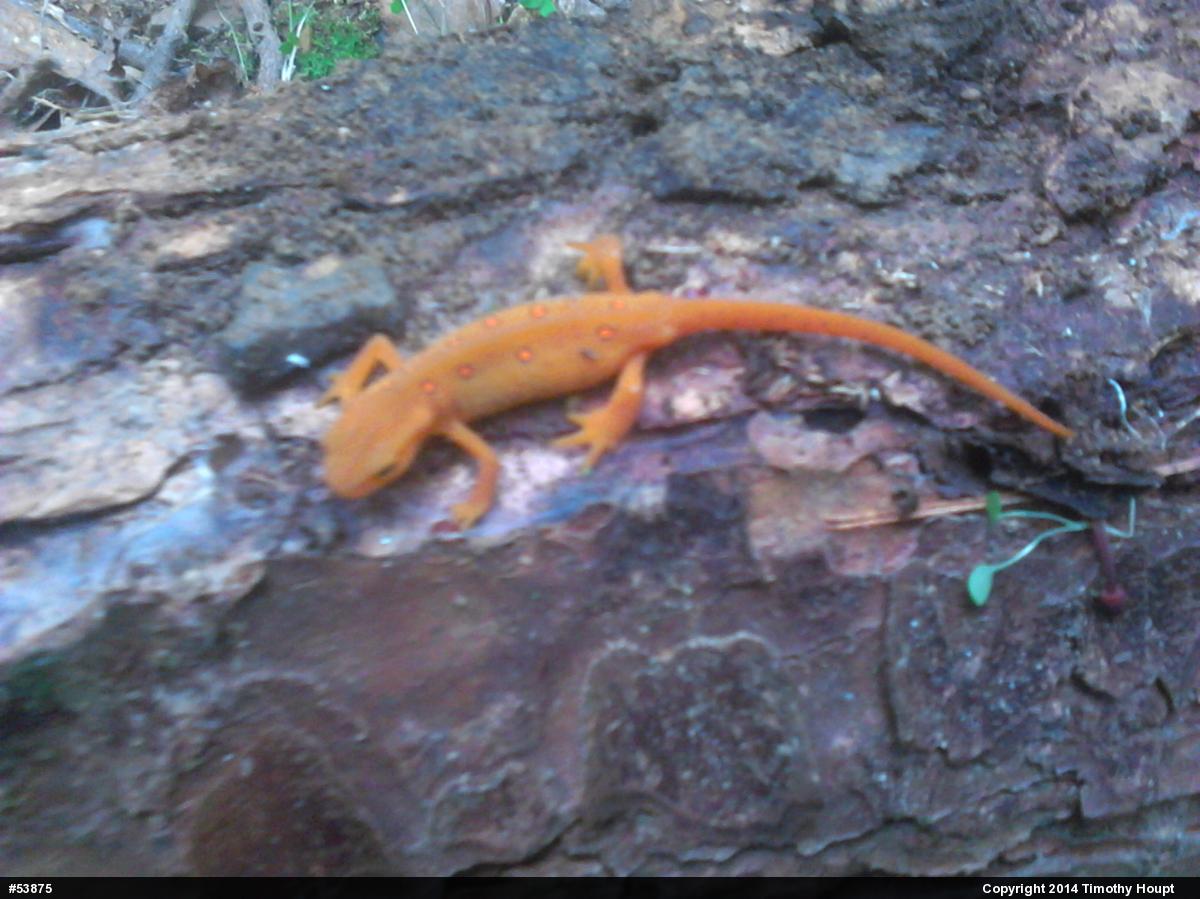 Red-spotted Newt