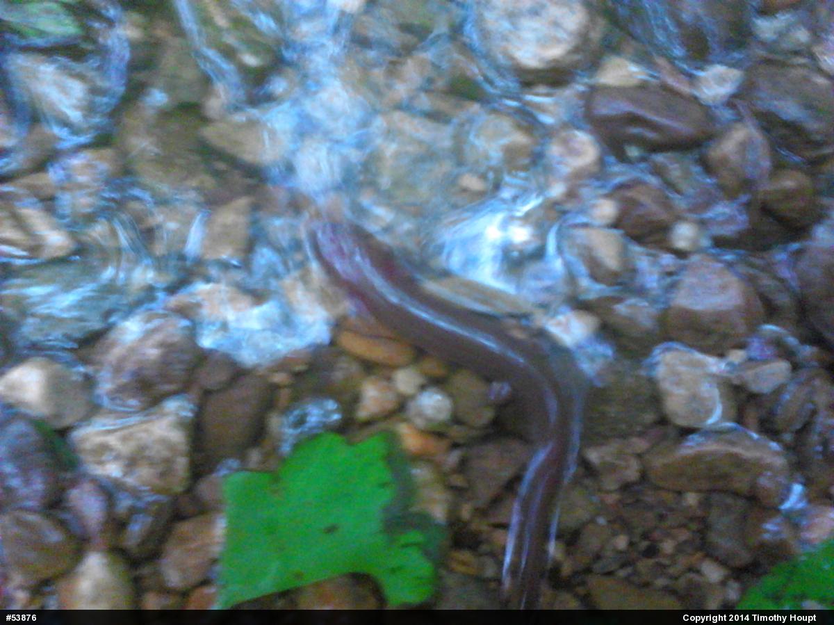 Northern Spring Salamander