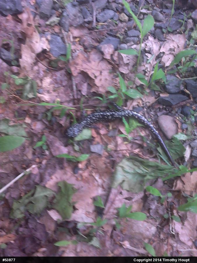 Northern Slimy Salamander