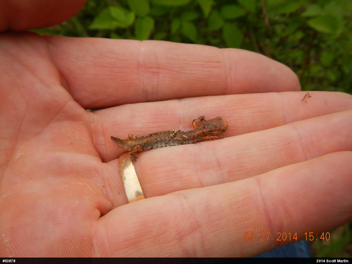 Four-toed Salamander