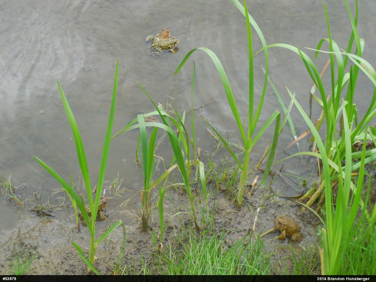 Eastern American Toad