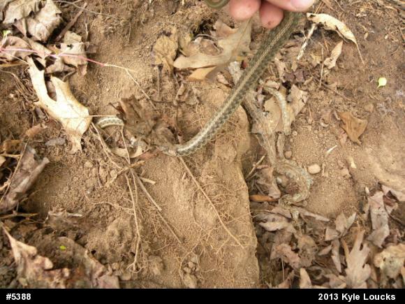 Eastern Gartersnake