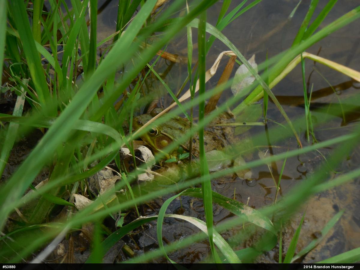 Green Frog