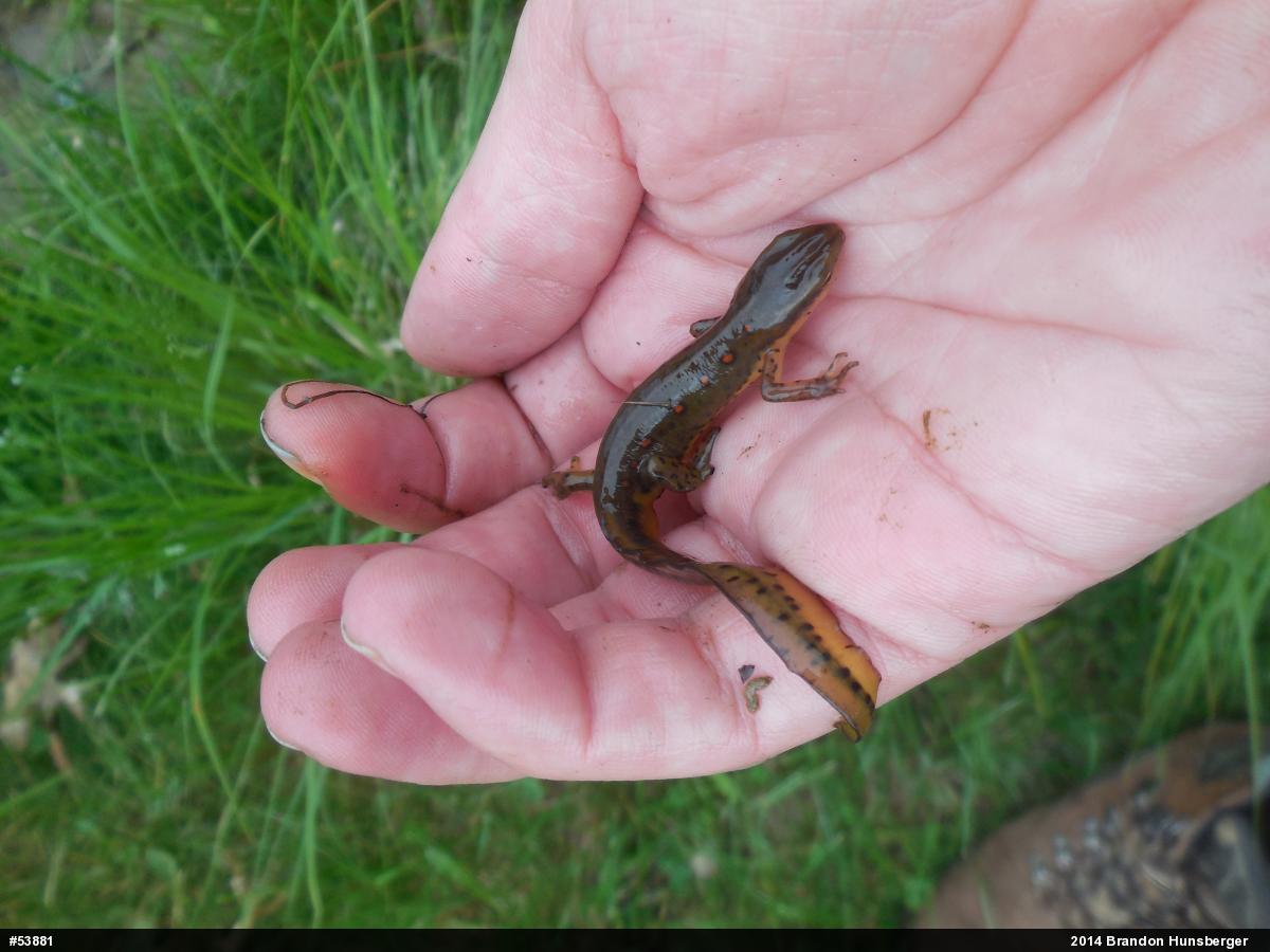 Red-spotted Newt