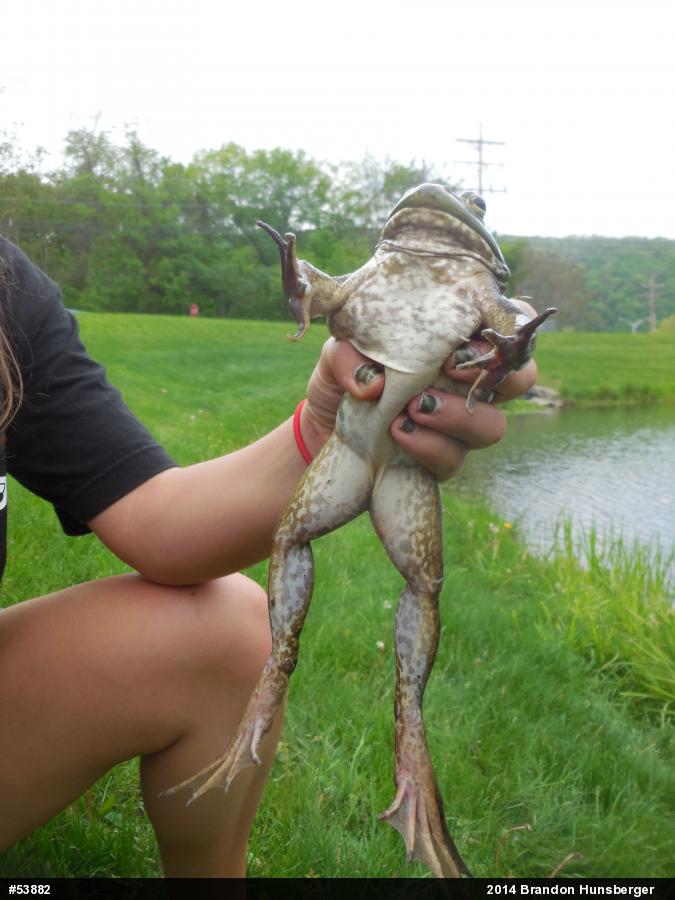American Bullfrog