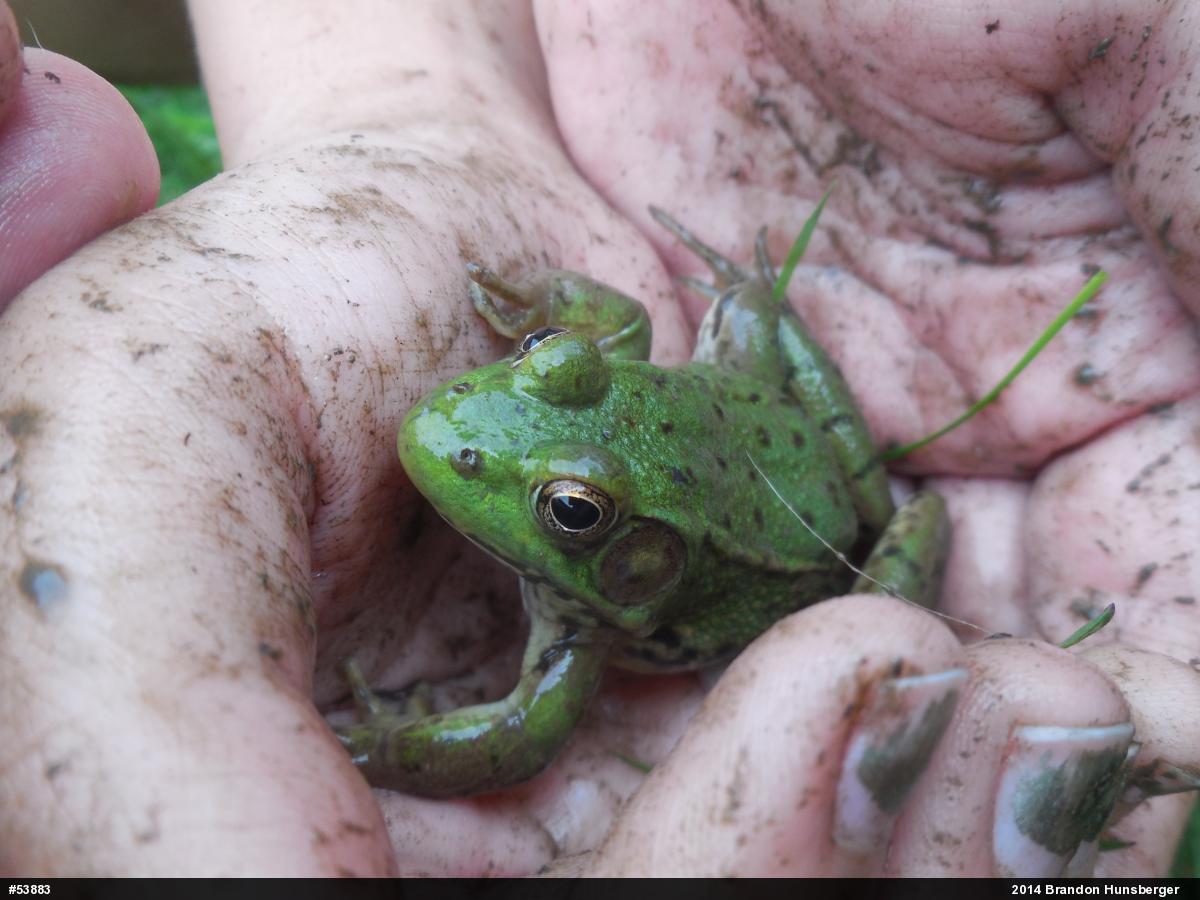 Green Frog