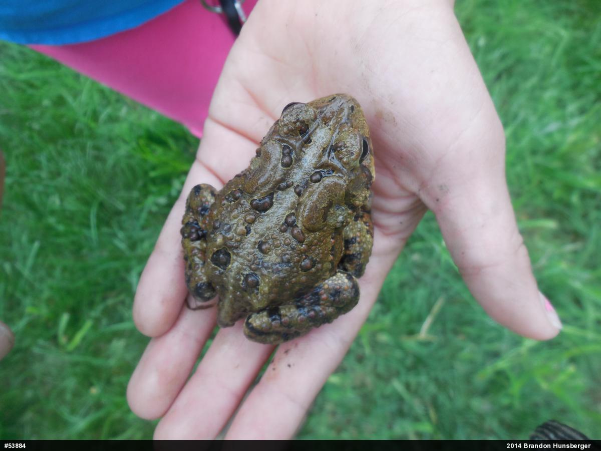 Eastern American Toad