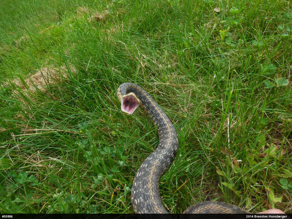 Eastern Gartersnake