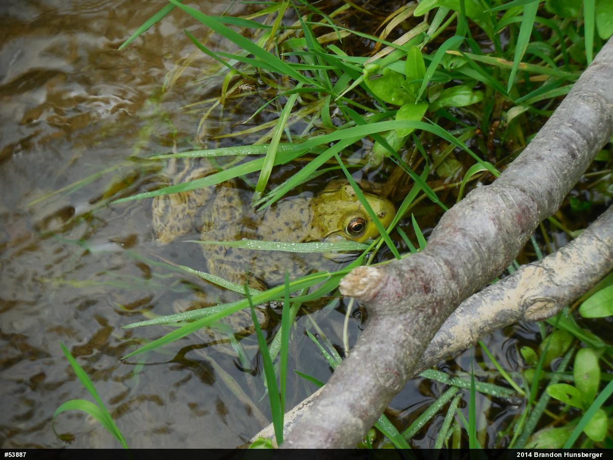 Green Frog
