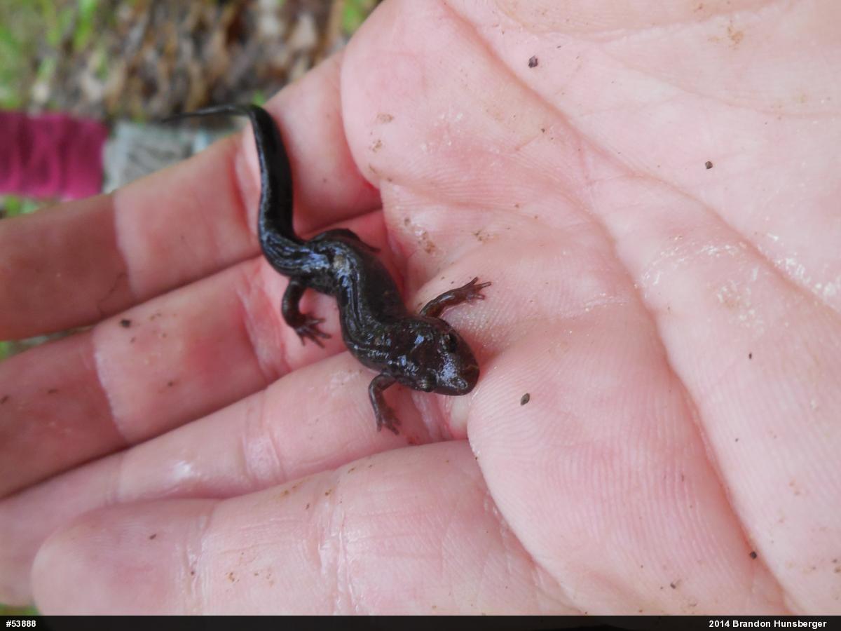 Northern Dusky Salamander