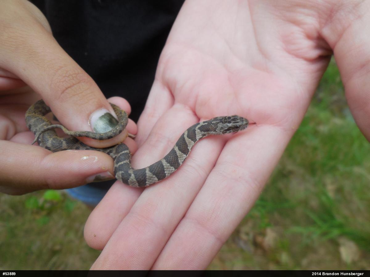 Northern Watersnake