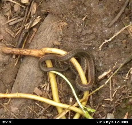 Eastern Gartersnake