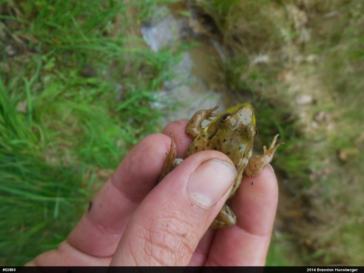 Green Frog