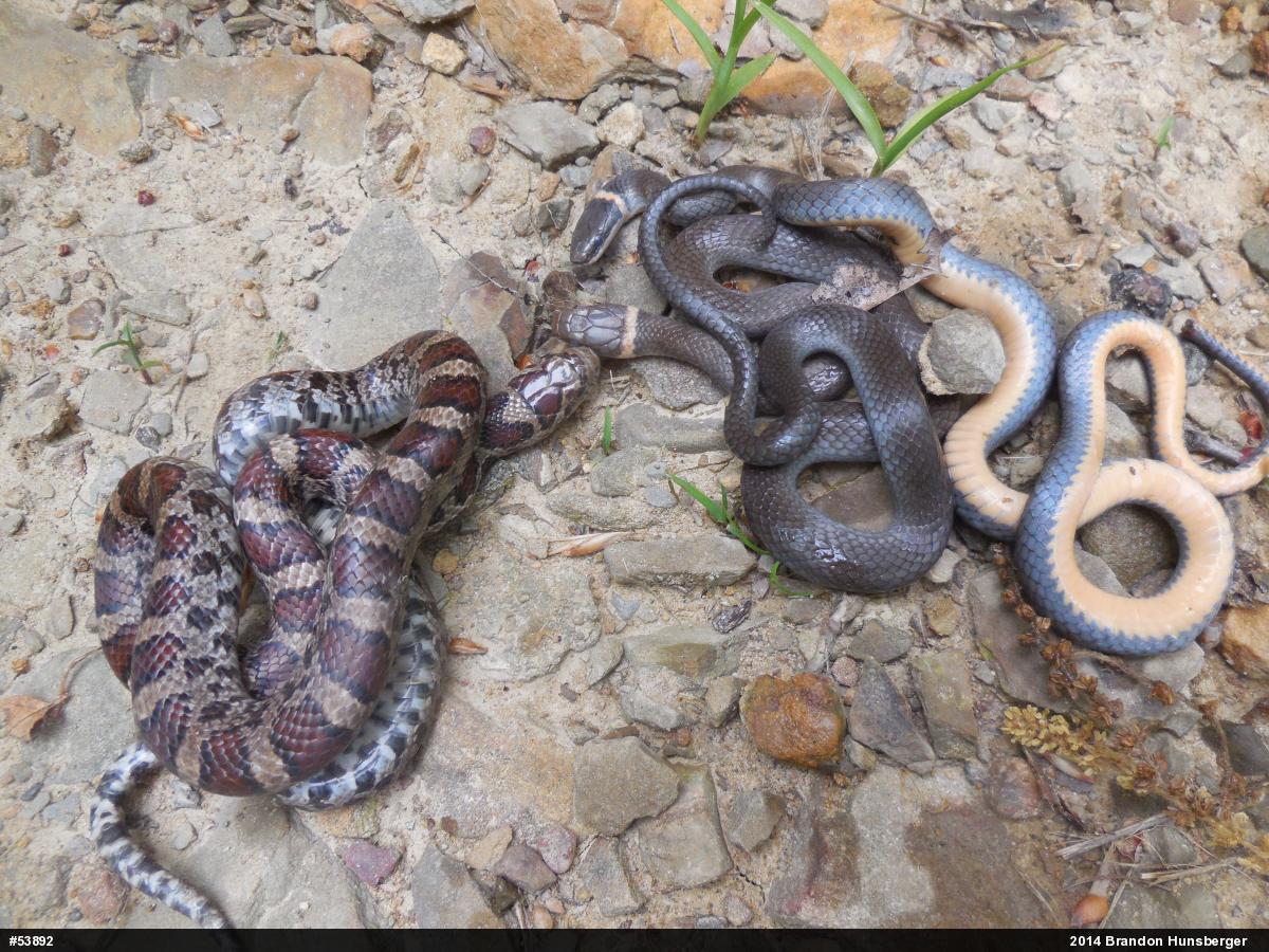 Eastern Milksnake