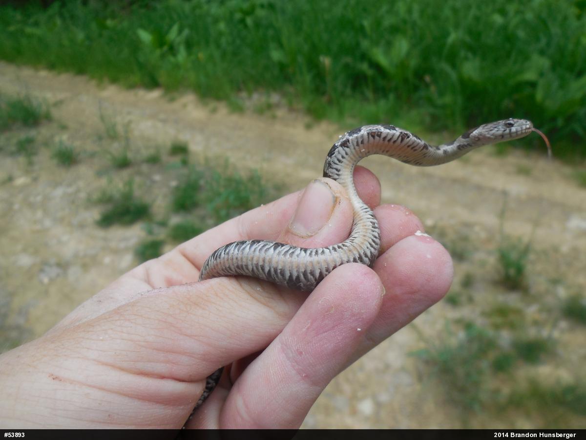 Northern Watersnake