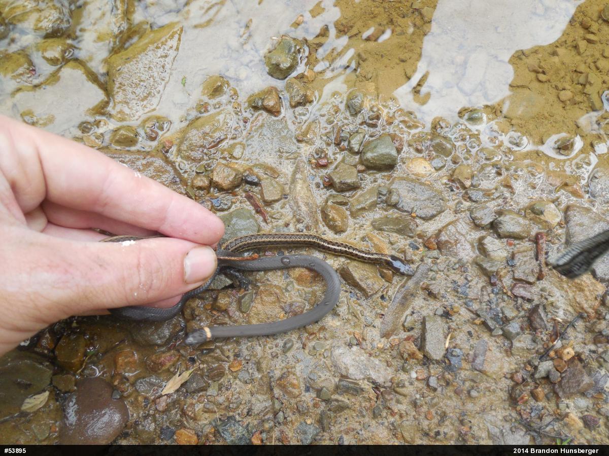 Northern Ring-necked Snake