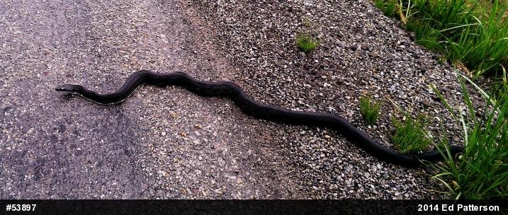 Eastern Ratsnake