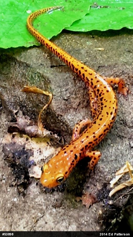 Eastern Long-tailed Salamander