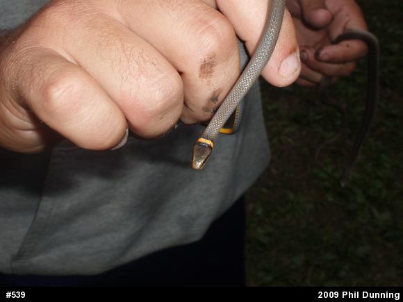 Northern Ring-necked Snake