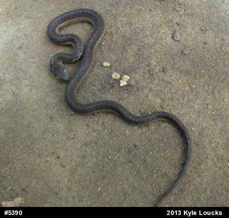 Eastern Gartersnake