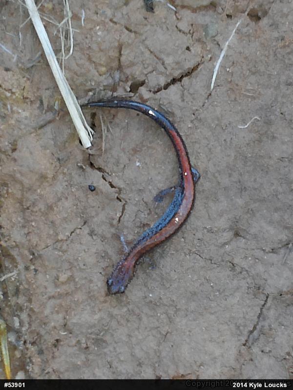 Eastern Red-backed  Salamander