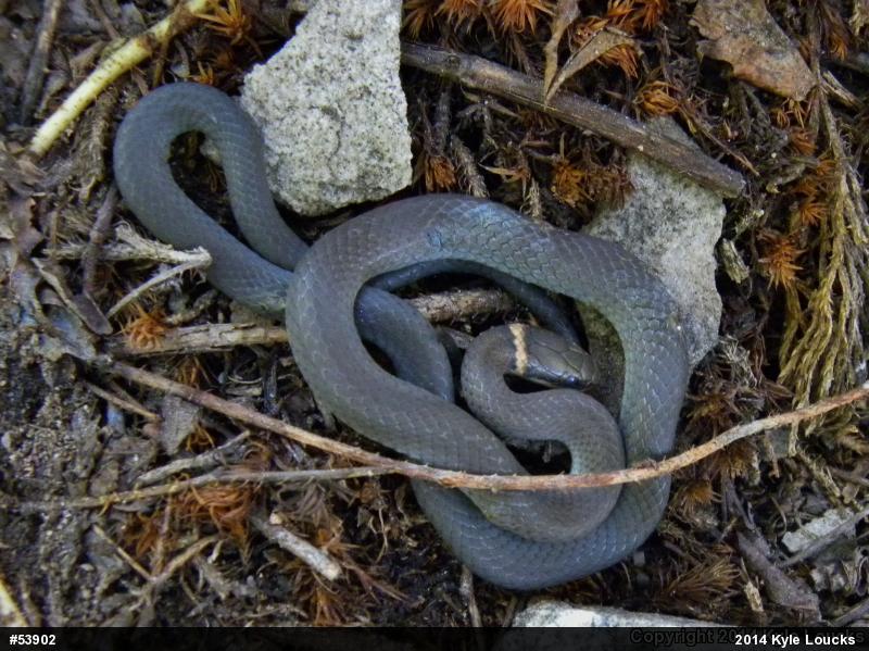 Northern Ring-necked Snake