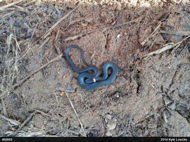 Northern Ring-necked Snake