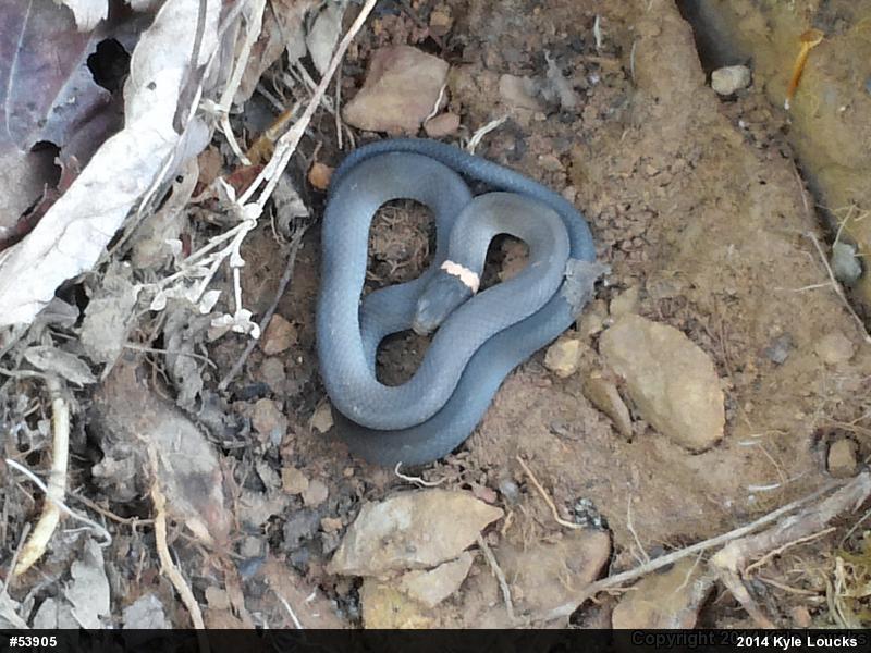 Northern Ring-necked Snake