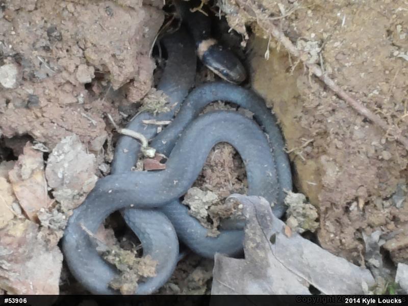 Northern Ring-necked Snake