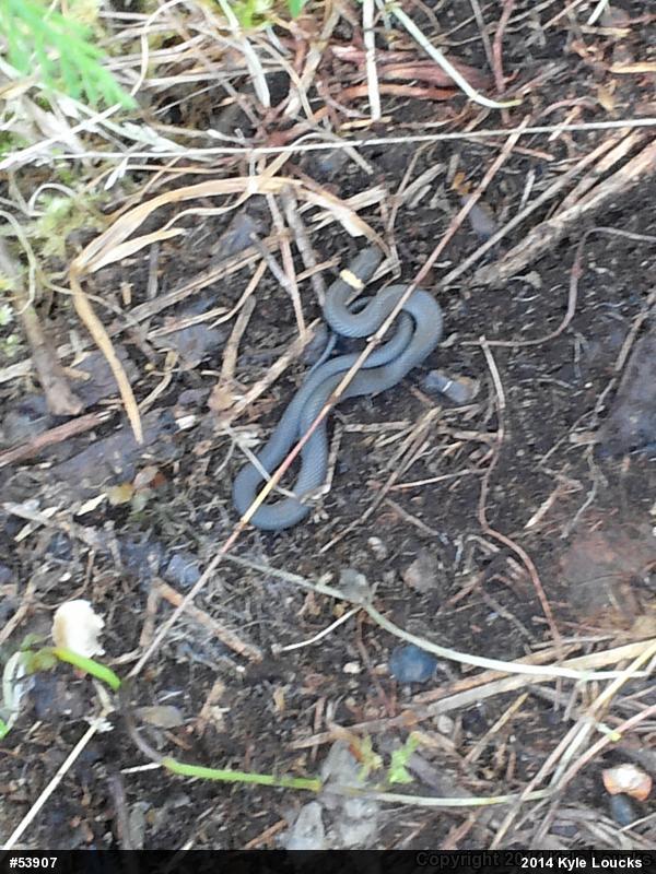 Northern Ring-necked Snake