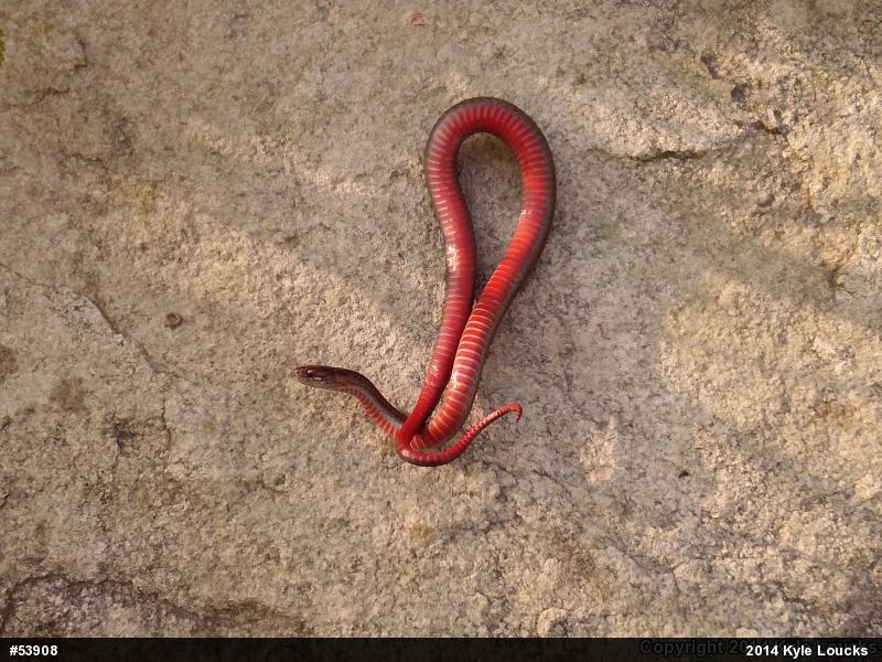 Red-bellied Snake