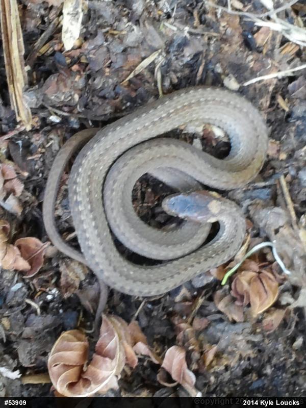 Red-bellied Snake