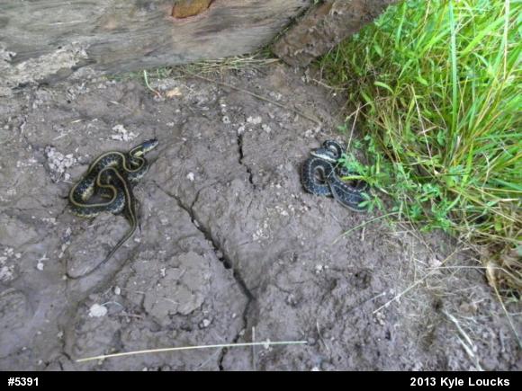Eastern Gartersnake