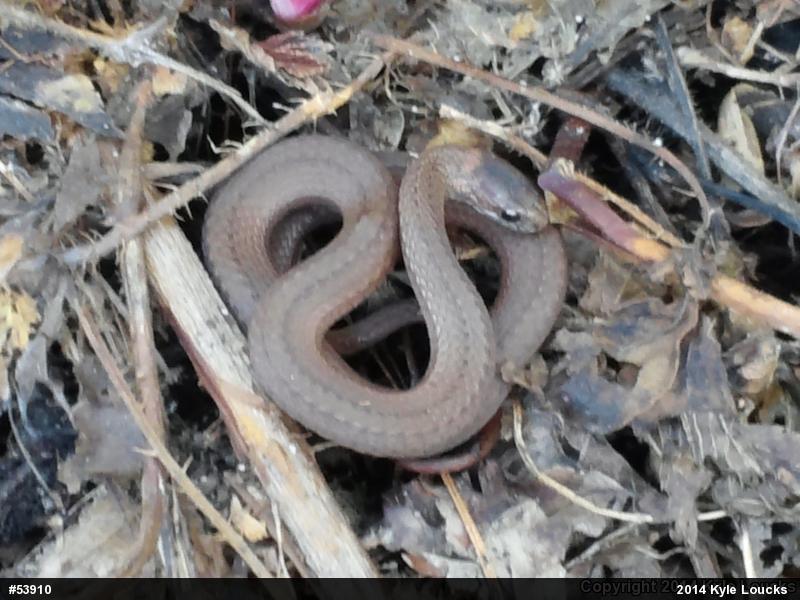 Red-bellied Snake